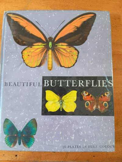 Beautiful Butterflies#